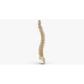 3D Human Spine Bones Anatomy With Intervertibral Disks 01